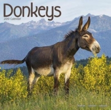Donkeys Calendar 2019, Paperback Book Donkeys Calendar 2019, Paperback Book