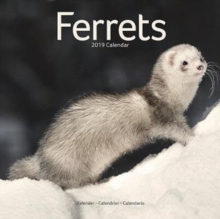 Ferrets Calendar 2019, Paperback Book Ferrets Calendar 2019, Paperback Book