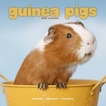 Guinea Pigs Calendar 2019, Paperback Book Guinea Pigs Calendar 2019, Paperback Book