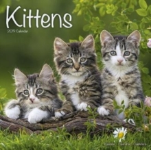Kittens calendar 2019, Paperback Book Kittens calendar 2019, Paperback Book