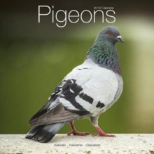 Pigeons Calendar 2019, Paperback Book Pigeons Calendar 2019, Paperback Book