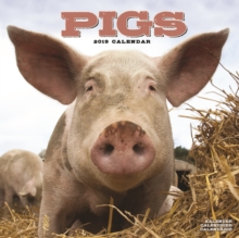 Pigs Calendar 2019, Paperback Book Pigs Calendar 2019, Paperback Book