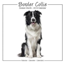 Border Collie Studio Calendar 2019, Paperback Book Border Collie Studio Calendar 2019, Paperback Book