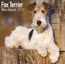 Fox Terrier Wire Haired Calendar 2019, Paperback Book Fox Terrier Wire Haired Calendar 2019, Paperback Book