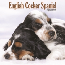 English Cocker Spaniel Puppies M 2019, Paperback Book English Cocker Spaniel Puppies M 2019, Paperback Book