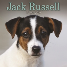 Jack Russell Puppies M 2019, Paperback Book Jack Russell Puppies M 2019, Paperback Book