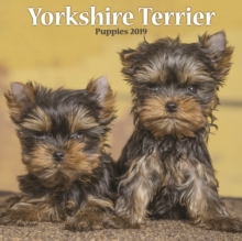 Yorkshire Terrier Puppies M 2019, Paperback Book Yorkshire Terrier Puppies M 2019, Paperback Book