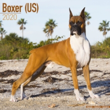 Boxer (US) Calendar 2020, Paperback / softback Book Boxer (US) Calendar 2020, Paperback / softback Book