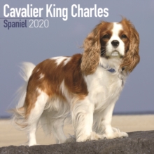 Cavalier King Charles Spaniel Calendar 2020, Paperback / softback Book Cavalier King Charles Spaniel Calendar 2020, Paperback / softback Book