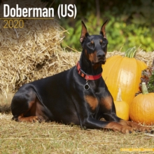 Doberman (US) Calendar 2020, Paperback / softback Book Doberman (US) Calendar 2020, Paperback / softback Book