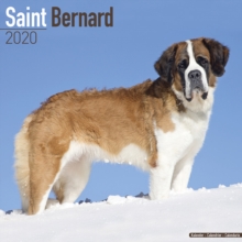 Saint Bernard Calendar 2020, Paperback / softback Book Saint Bernard Calendar 2020, Paperback / softback Book
