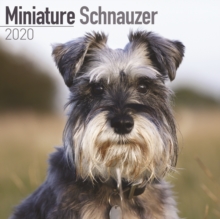 Miniature Schnauzer Calendar 2020, Paperback / softback Book Miniature Schnauzer Calendar 2020, Paperback / softback Book