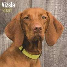 Vizsla Calendar 2020, Paperback / softback Book Vizsla Calendar 2020, Paperback / softback Book