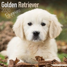 Golden Retriever Puppies Calendar 2020, Paperback / softback Book Golden Retriever Puppies Calendar 2020, Paperback / softback Book