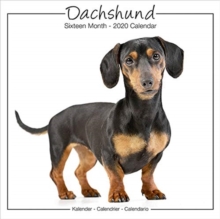 Dachshund Studio Calendar 2019, Paperback / softback Book Dachshund Studio Calendar 2019, Paperback / softback Book