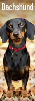 Dachshund Slim Calendar 2020, Paperback / softback Book Dachshund Slim Calendar 2020, Paperback / softback Book