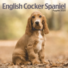 English Cocker Spaniel Puppies Mini Square Wall Calendar 2020, Calendar Book English Cocker Spaniel Puppies Mini Square Wall Calendar 2020, Calendar Book