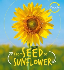 Lifecycles: Seed to Sunflower