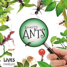 Amazing Ants, Hardback Book Amazing Ants, Hardback Book