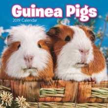 Guinea Pigs M 2019, Paperback Book Guinea Pigs M 2019, Paperback Book