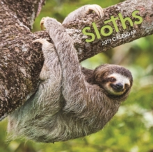 Sloths M 2019, Paperback Book Sloths M 2019, Paperback Book