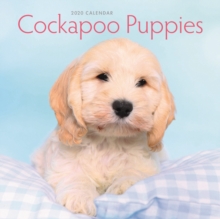 Cockapoo Puppies Mini Square Wall Calendar 2020, Calendar Book Cockapoo Puppies Mini Square Wall Calendar 2020, Calendar Book