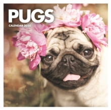 Pug Square Wall Calendar 2020, Calendar Book Pug Square Wall Calendar 2020, Calendar Book