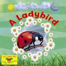 A Ladybird