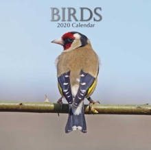 Birds : 2020 Square Wall Calendar, Paperback / softback Book Birds : 2020 Square Wall Calendar, Paperback / softback Book