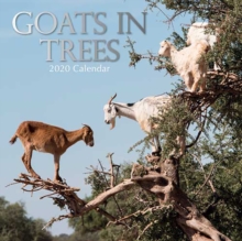 Goats in Trees : 2020 Square Wall Calendar, Paperback / softback Book Goats in Trees : 2020 Square Wall Calendar, Paperback / softback Book