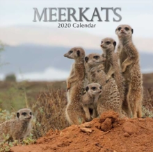 Meerkats : 2020 Square Wall Calendar, Paperback / softback Book Meerkats : 2020 Square Wall Calendar, Paperback / softback Book