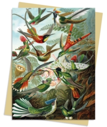 Ernst Haeckel: Hummingbirds Greeting Card Pack : Pack of 6