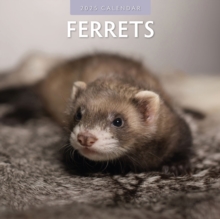 Ferrets 2025 Square Wall Calendar