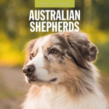 Australian Shepherds 2025 Square Wall Calendar