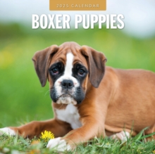 Boxer Puppies 2025 Square Wall Calendar