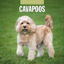 Cavapoos 2025 Square Wall Calendar