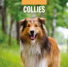 Collies 2025 Square Wall Calendar