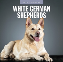 German Shepherd, White 2025 Square Wall Calendar