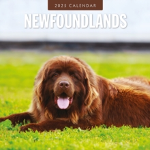 Newfoundlands 2025 Square Wall Calendar