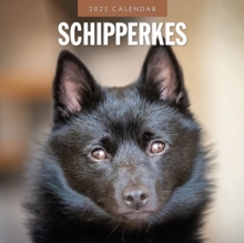 Schipperkes 2025 Square Wall Calendar