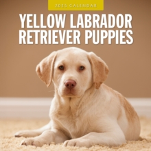 Yellow Labrador Retriever Puppies 2025 Square Wall Calendar