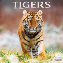 Tigers Calendar 2024  Square Wildlife Safari Big Cats Wall Calendar - 16 Month