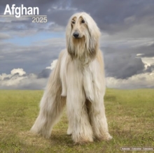 Afghan Calendar 2025 Square Dog Breed Wall Calendar - 16 Month