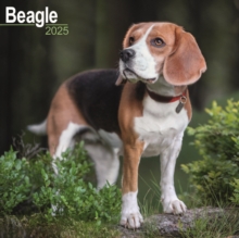 Beagle Square Wall Calendar 2025