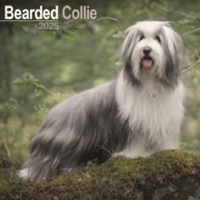 Bearded Collie Square Wall Calendar 2025