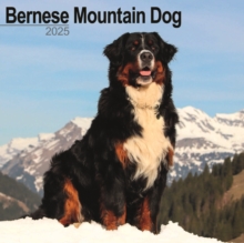 Bernese Mountain Dog Square Wall Calendar 2025