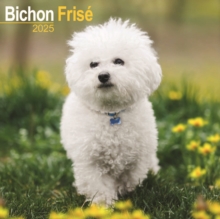 Bichon Frise Square Wall Calendar 2025