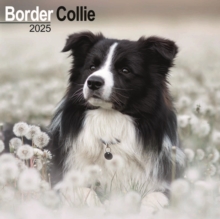 Border Collie Calendar 2025 Square Dog Breed Wall Calendar - 16 Month