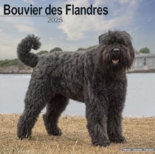 Bouvier des Flandres (Euro) Calendar 2025  Square Dog Breed Wall Calendar - 16 Month