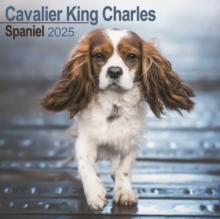 Cavalier King Charles Spaniel Square Wall Calendar 2025